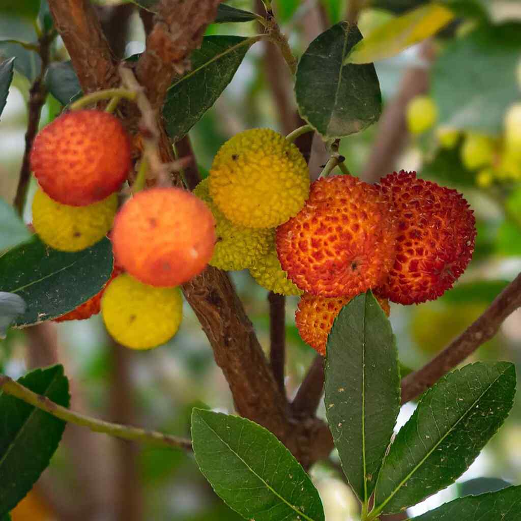 Wat zijn lychees Alles wat u moet weten over lychees