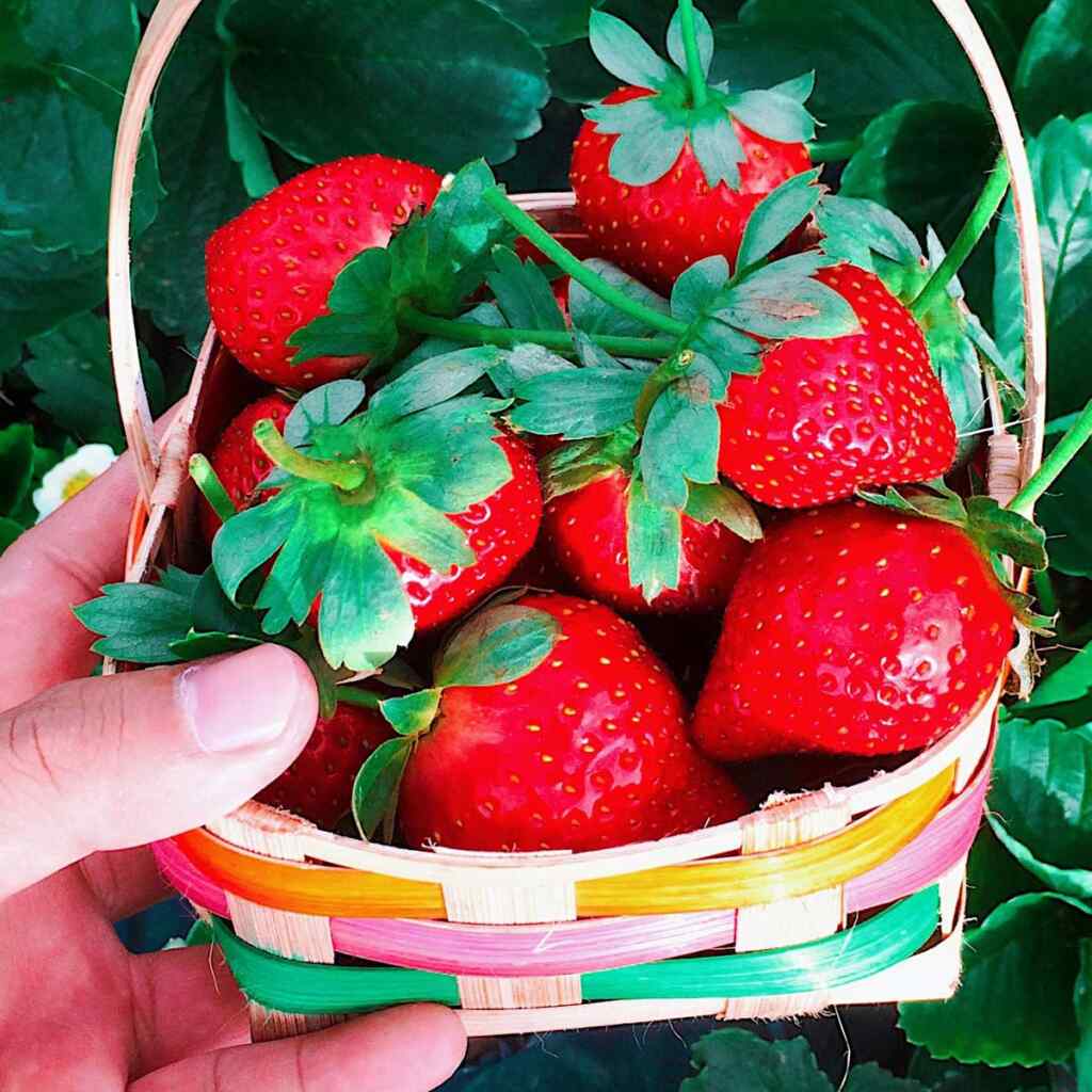 Are Strawberries Acidic? - Delve into the juicy debate
