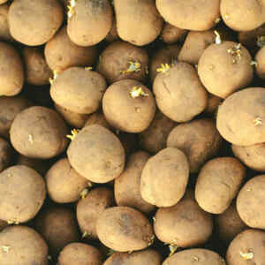 Can You Eat Sprouted Potatoes? - A Full Guide