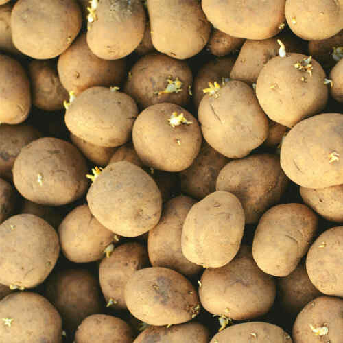Darf Man Gekeimte Kartoffeln Noch Essen Kann man gekeimte Kartoffeln essen? – Eine vollständige Anleitung