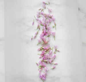 Fresh chive flowers scattered on a marble surface.
