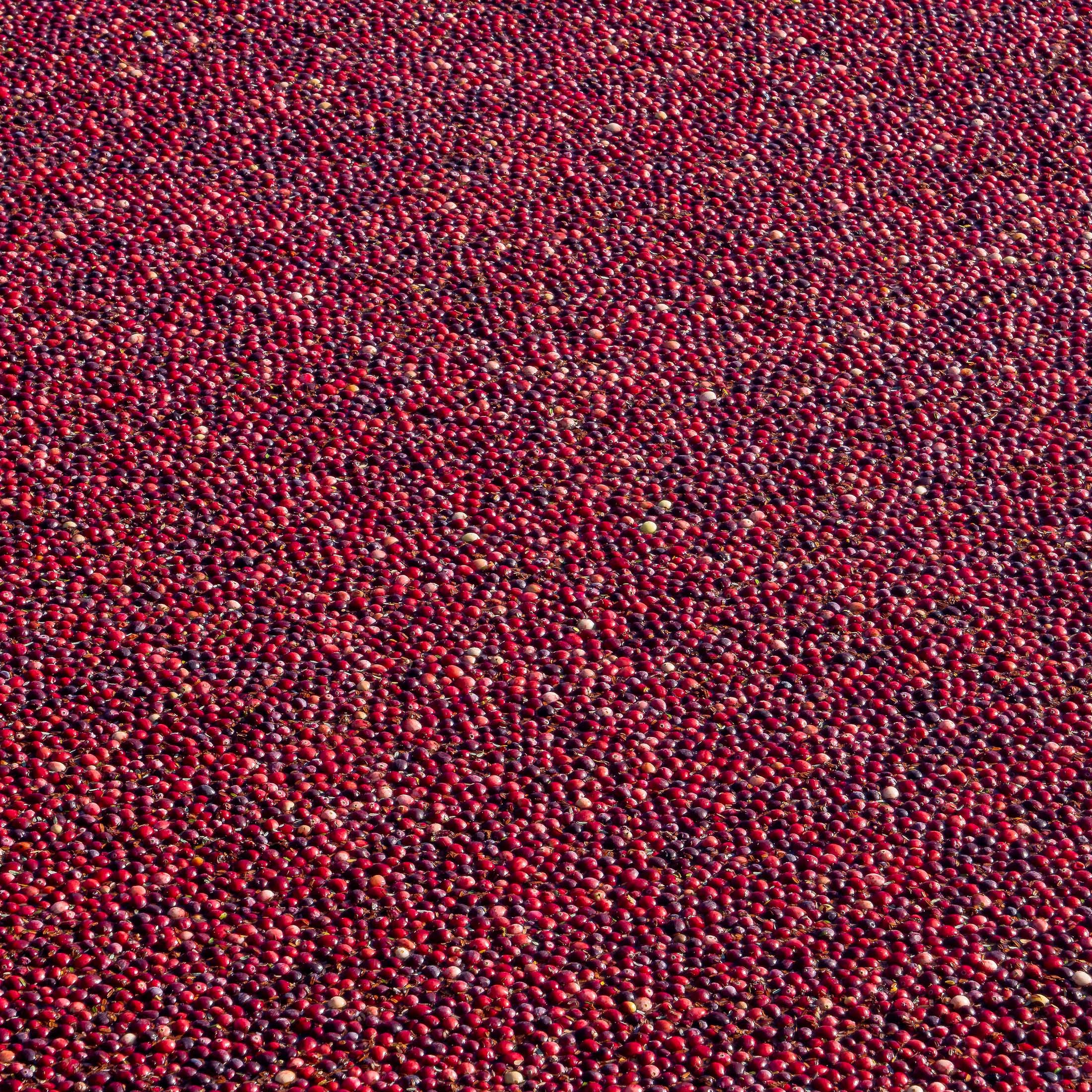 cranberries-harvest-px-2200-01 Cranberries floating in a pond for harvest,