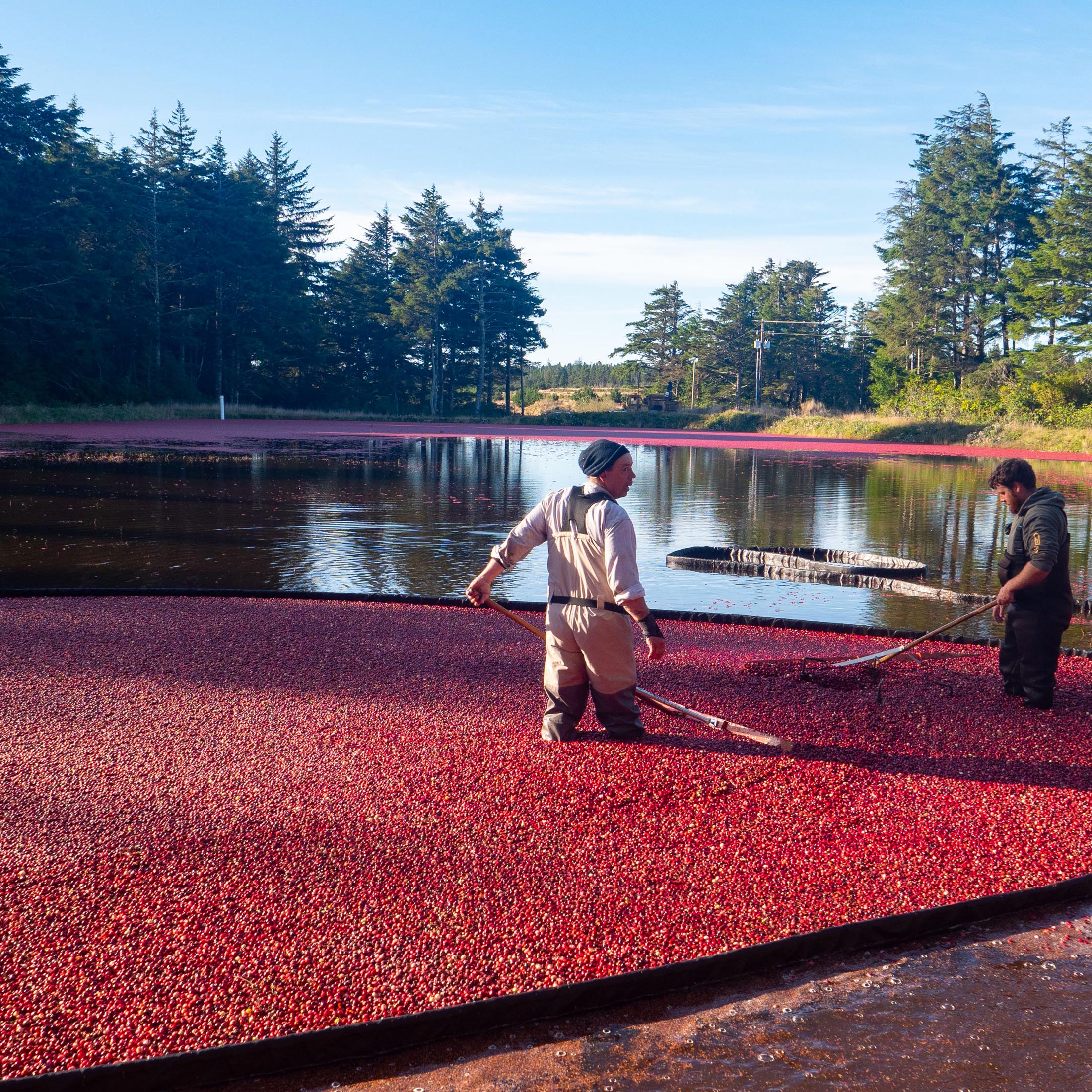 cranberries-harvest-px-2200-02 Cranberries floating in a pond are being harvested by two men.